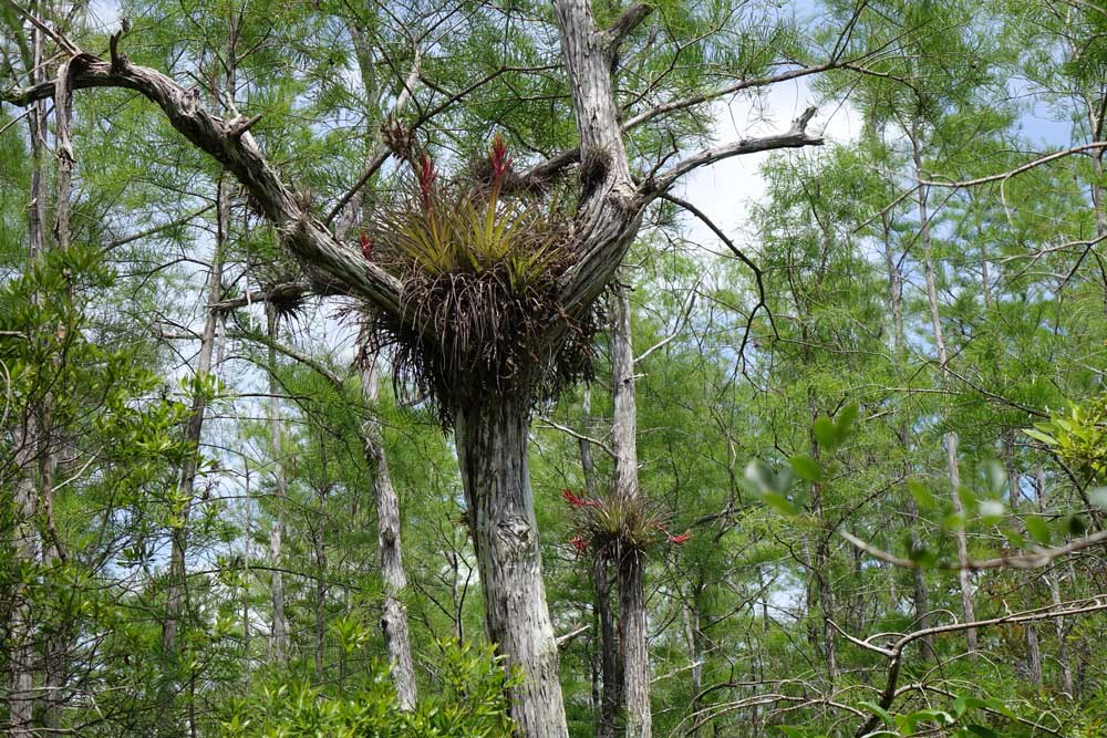 Exotische Flora in den Everglades