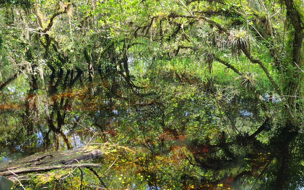 Glades im Spiegel