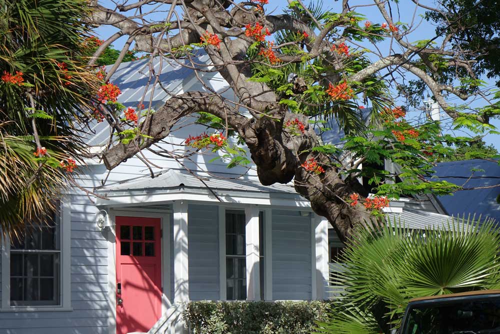 Royal Poinciana