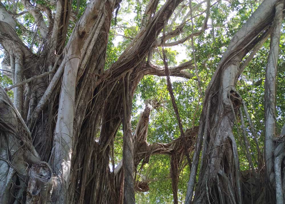 Alter Baum