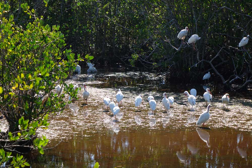 Sanibel Vogelparadies
