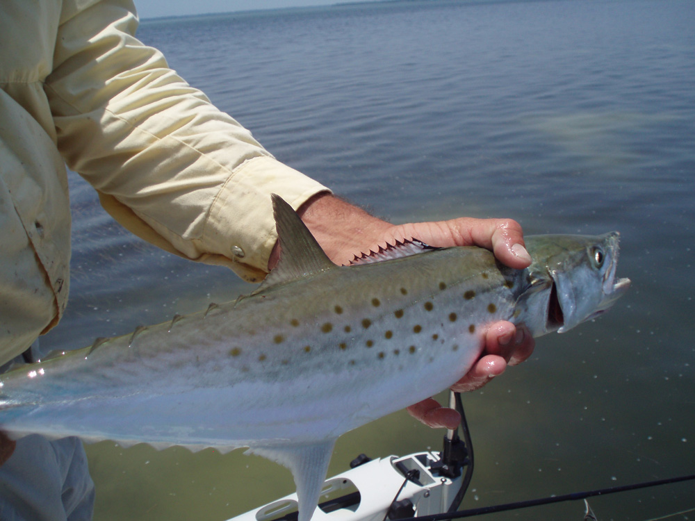 Spanish Mackerel