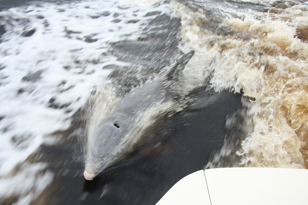 Delfine im Kielwasser