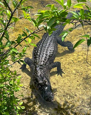 Region Everglades