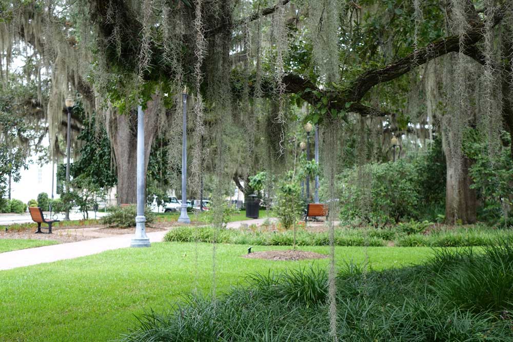 Live Oaks Tallahassee