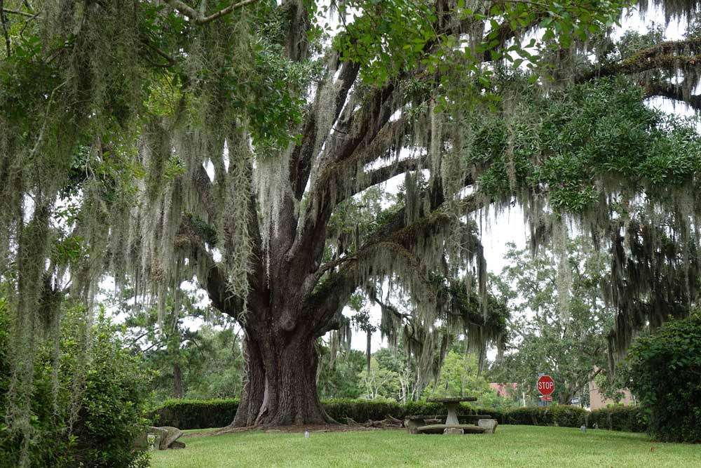 Live Oak