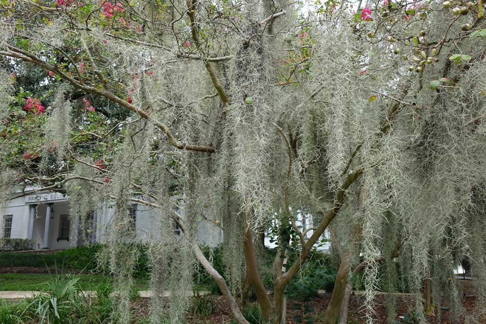 Spanish Moos am Live Oak