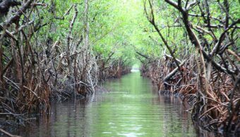 Naturpark-Everglades