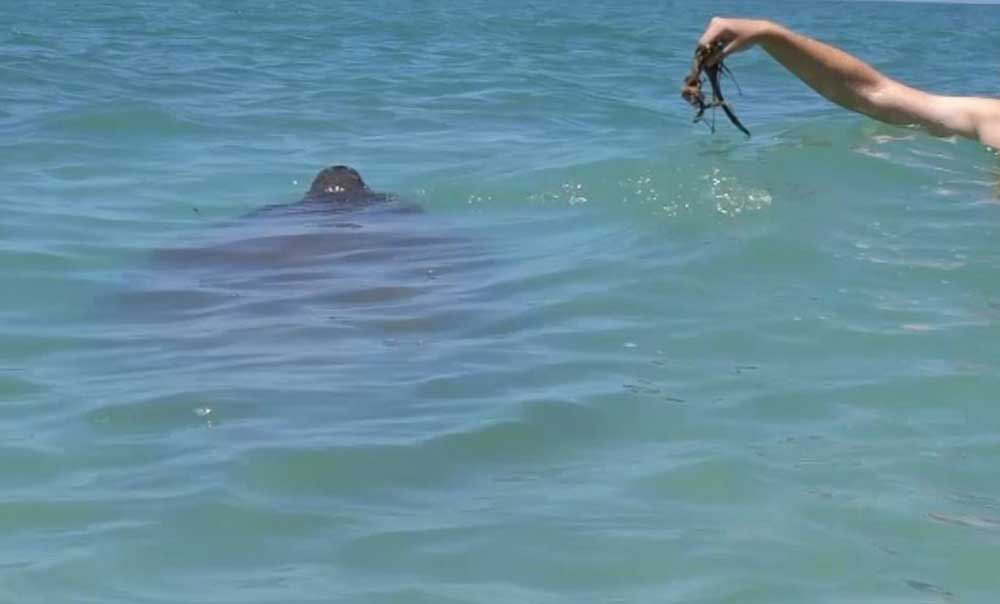 Manatee Flüsterer im Cayo Costa State Park