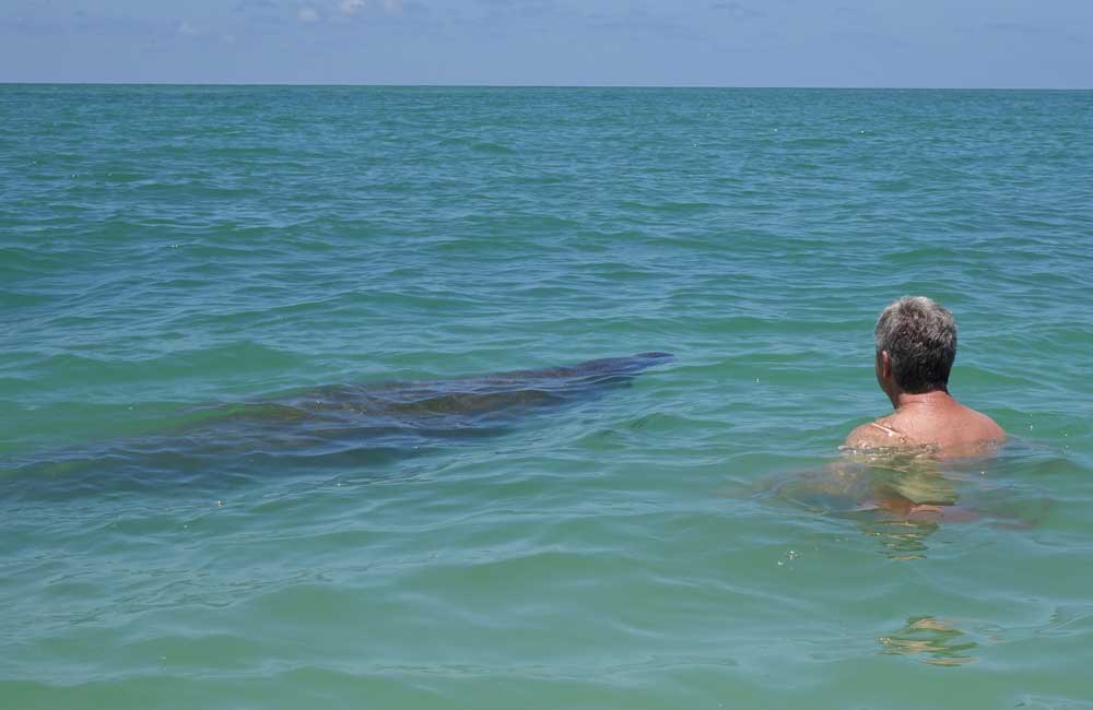 Zahmes Manatee