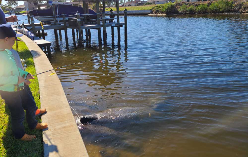 Manatees an der Kanalmauer