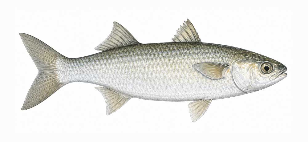 Fischart Mullet