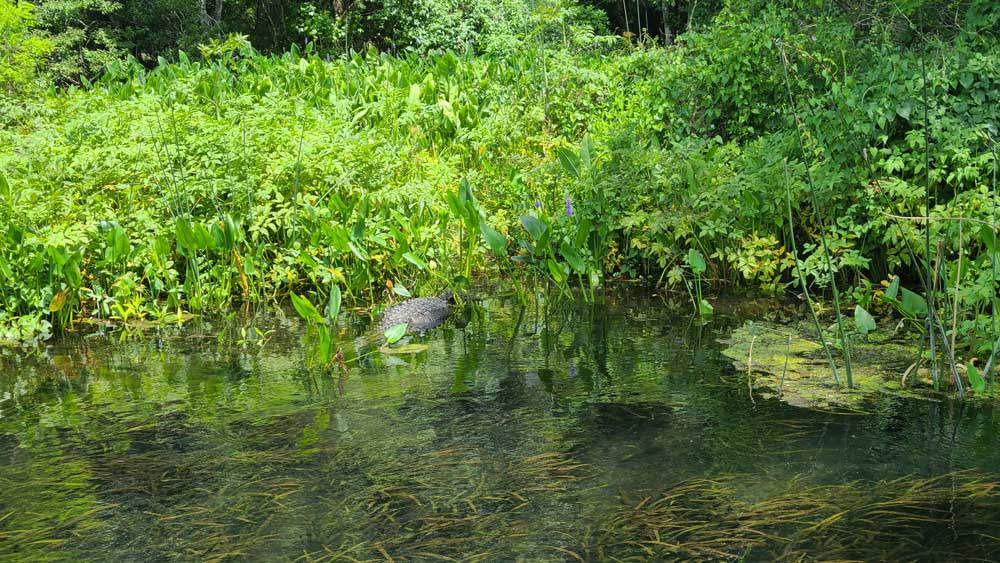 Alligator im Wakullar River