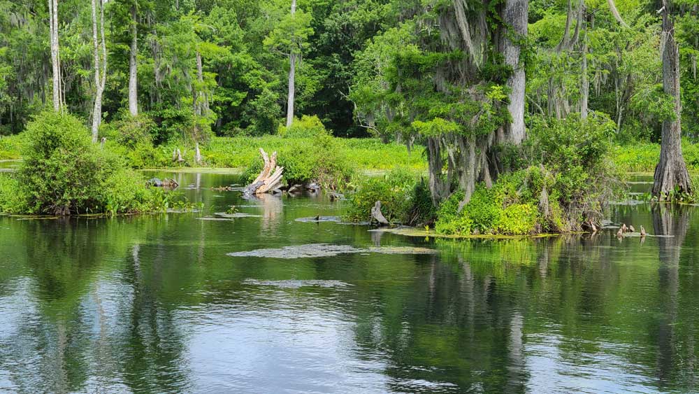 Viele Schildkröten im Wakulla River