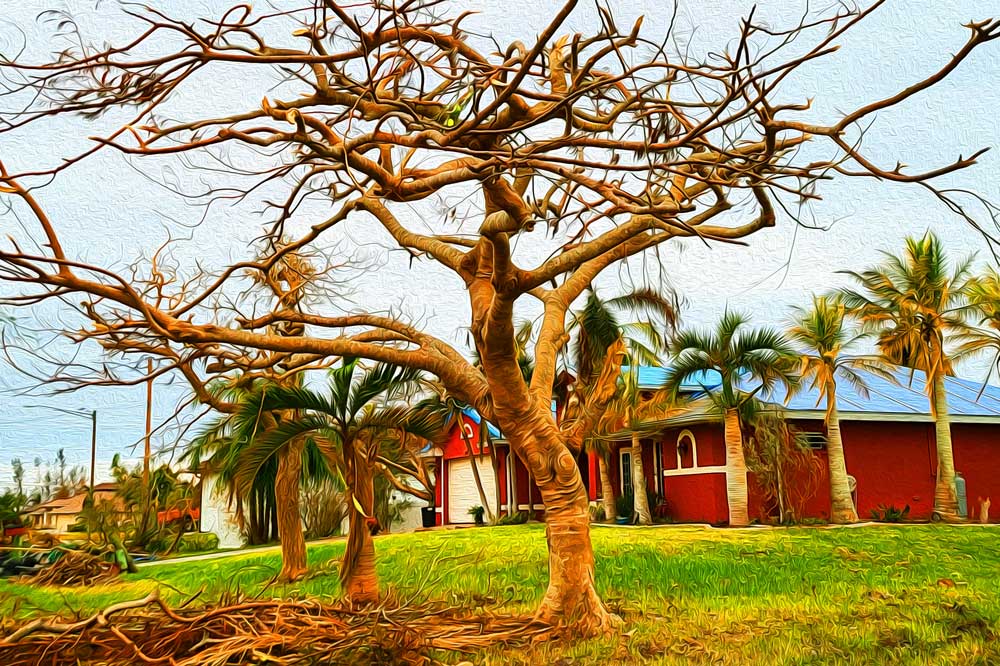 Royal Poinciana